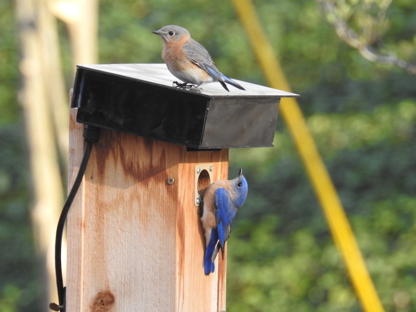 Mother and Father Bluebirds inspecting nest
