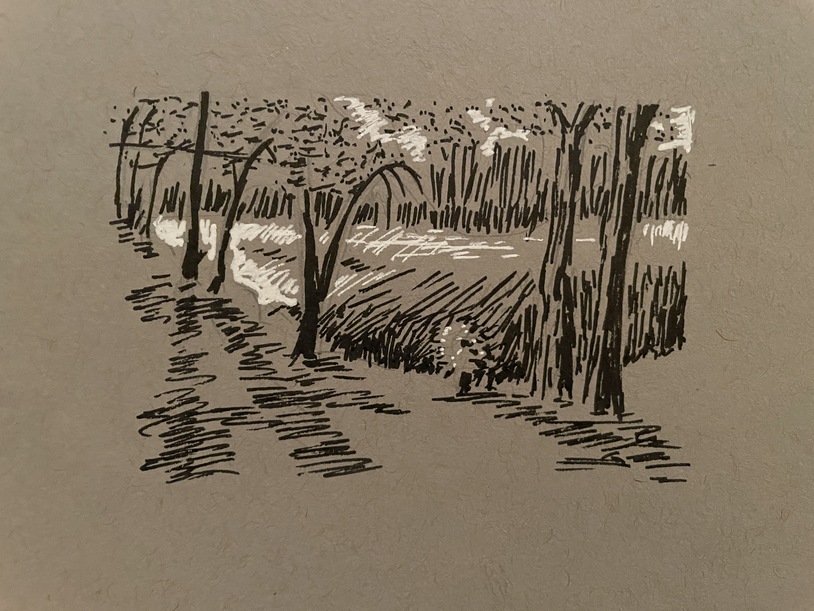 ink drawing of trees by a lake